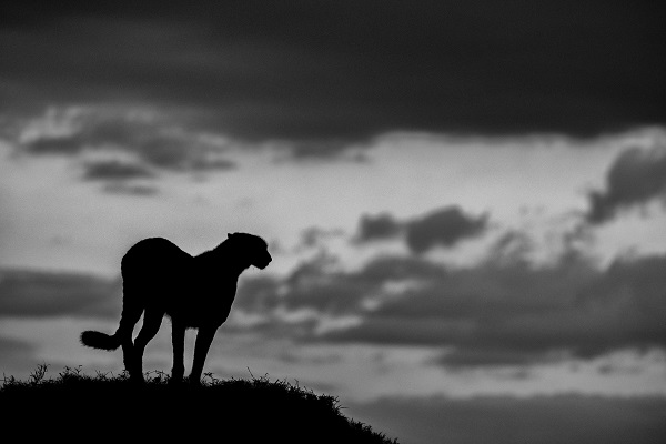 Photo of a cheetah in the darkness of african savanna.